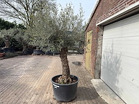 Olijfboom bonsai - olea europaea - ca. 80 jaar oud - hoogte ca. 250 cm - afbeelding 5 van  8