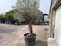 Olijfboom bonsai - olea europaea - ca. 80 jaar oud - hoogte ca. 250 cm - afbeelding 6 van  8