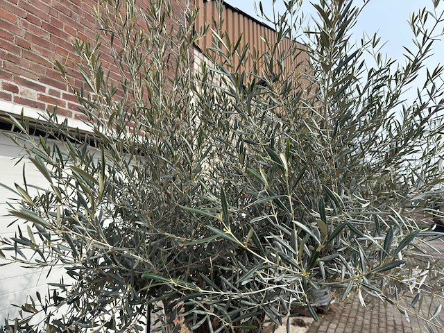 Olijfboom bonsai - olea europaea - ca. 80 jaar oud - hoogte ca. 250 cm - afbeelding 7 van  8