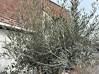 Olijfboom bonsai - olea europaea - ca. 80 jaar oud - hoogte ca. 250 cm - afbeelding 7 van  8