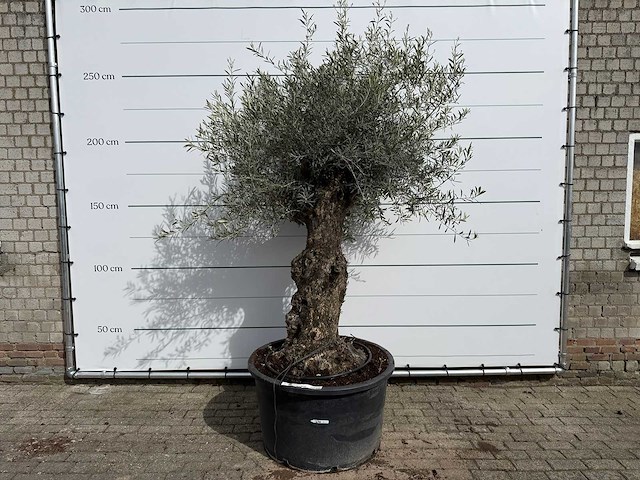 Olijfboom bonsai - olea europaea - ca. 80 jaar oud - hoogte ca. 250 cm - afbeelding 1 van  8
