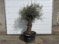 Olijfboom bonsai - olea europaea - ca. 80 jaar oud - hoogte ca. 250 cm - afbeelding 1 van  8