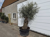 Olijfboom bonsai - olea europaea - ca. 80 jaar oud - hoogte ca. 250 cm - afbeelding 2 van  8