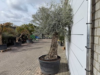 Olijfboom bonsai - olea europaea - ca. 80 jaar oud - hoogte ca. 250 cm - afbeelding 3 van  8