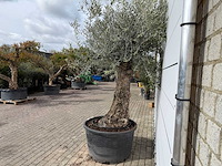 Olijfboom bonsai - olea europaea - ca. 80 jaar oud - hoogte ca. 250 cm - afbeelding 4 van  8