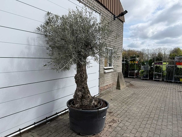 Olijfboom bonsai - olea europaea - ca. 80 jaar oud - hoogte ca. 250 cm - afbeelding 5 van  8