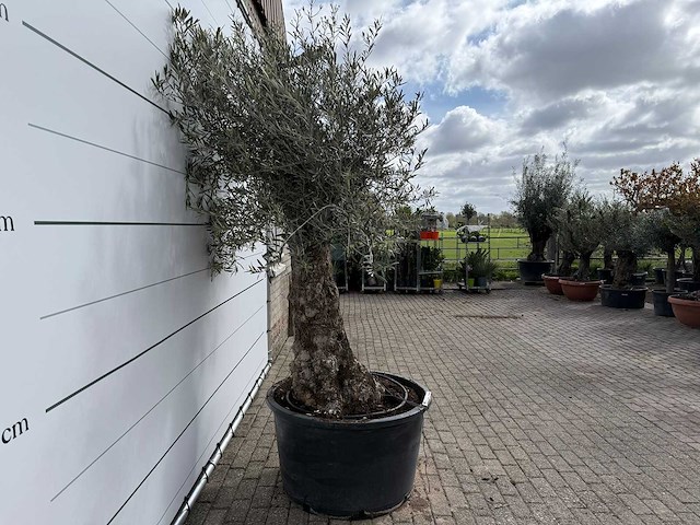 Olijfboom bonsai - olea europaea - ca. 80 jaar oud - hoogte ca. 250 cm - afbeelding 6 van  8