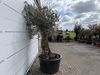 Olijfboom bonsai - olea europaea - ca. 80 jaar oud - hoogte ca. 250 cm - afbeelding 6 van  8