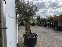 Olijfboom bonsai - olea europaea - ca. 80 jaar oud - hoogte ca. 250 cm - afbeelding 7 van  8