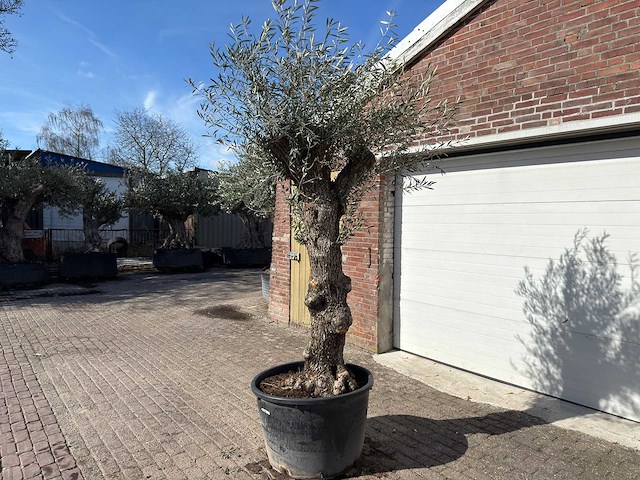 Olijfboom bonsai - olea europaea - ca. 80 jaar oud - hoogte ca. 250 cm - afbeelding 2 van  9