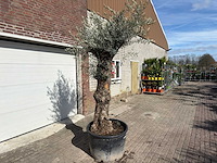Olijfboom bonsai - olea europaea - ca. 80 jaar oud - hoogte ca. 250 cm - afbeelding 3 van  9