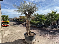 Olijfboom bonsai - olea europaea - ca. 80 jaar oud - hoogte ca. 250 cm - afbeelding 4 van  9