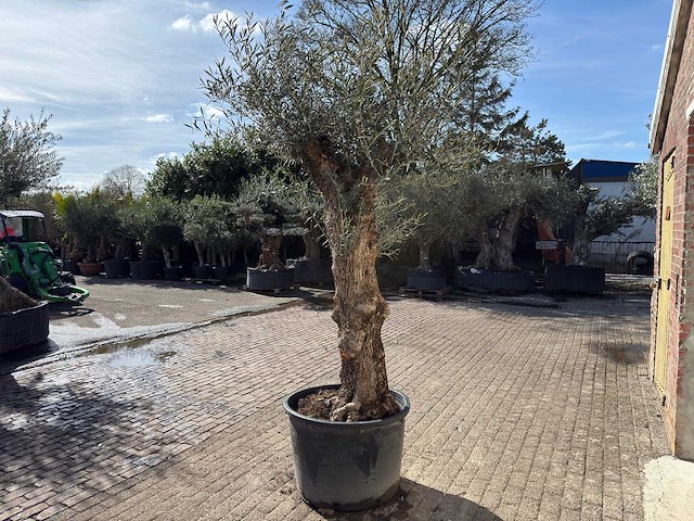 Olijfboom bonsai - olea europaea - ca. 80 jaar oud - hoogte ca. 250 cm - afbeelding 5 van  9