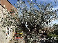 Olijfboom bonsai - olea europaea - ca. 80 jaar oud - hoogte ca. 250 cm - afbeelding 7 van  9