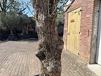 Olijfboom bonsai - olea europaea - ca. 80 jaar oud - hoogte ca. 250 cm - afbeelding 8 van  9
