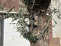 Olijfboom bonsai - olea europaea - ca. 80 jaar oud - hoogte ca. 250 cm - afbeelding 9 van  9