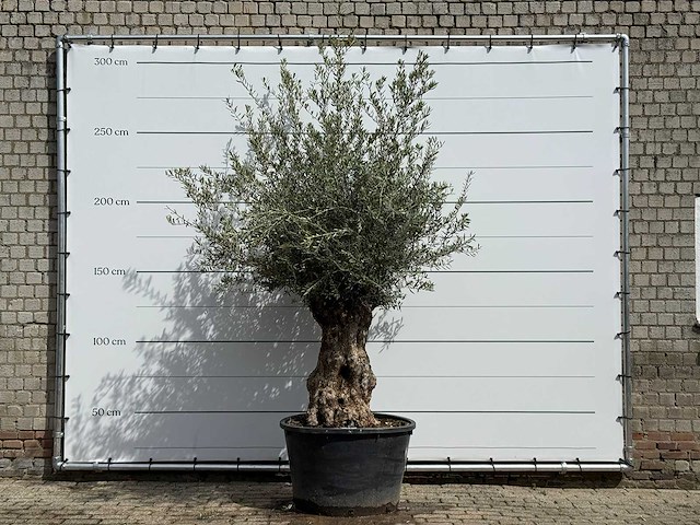 Olijfboom bonsai - olea europaea - ca. 80 jaar oud - hoogte ca. 250 cm - afbeelding 1 van  5