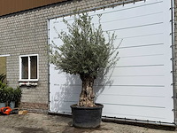 Olijfboom bonsai - olea europaea - ca. 80 jaar oud - hoogte ca. 250 cm - afbeelding 2 van  5