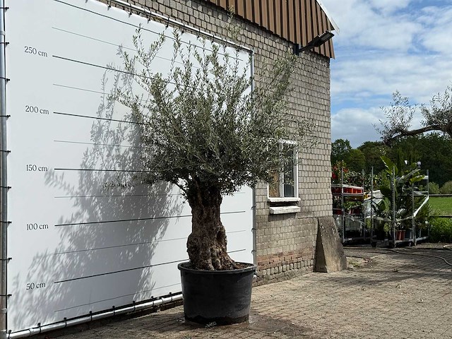 Olijfboom bonsai - olea europaea - ca. 80 jaar oud - hoogte ca. 250 cm - afbeelding 3 van  5