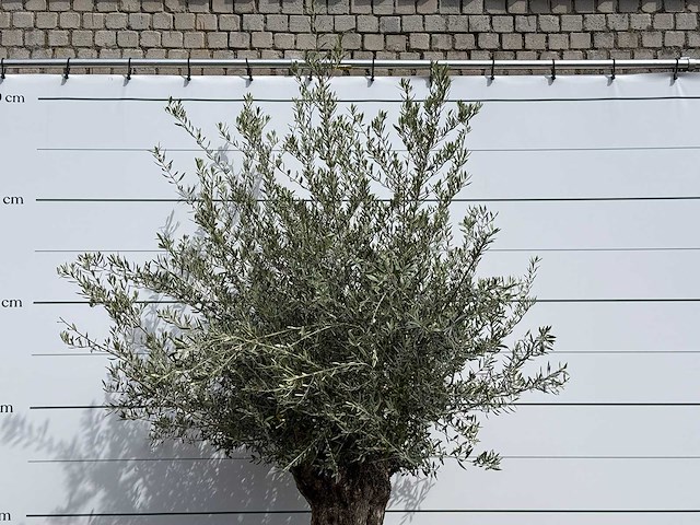 Olijfboom bonsai - olea europaea - ca. 80 jaar oud - hoogte ca. 250 cm - afbeelding 4 van  5