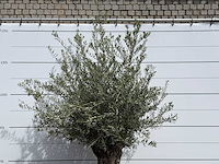 Olijfboom bonsai - olea europaea - ca. 80 jaar oud - hoogte ca. 250 cm - afbeelding 4 van  5