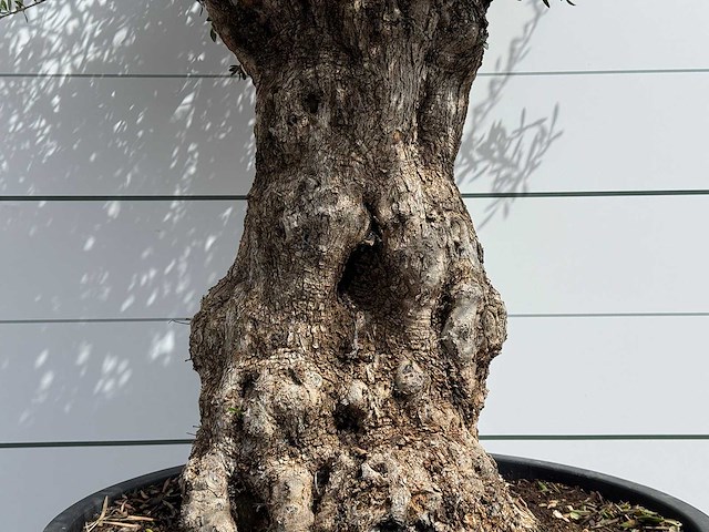Olijfboom bonsai - olea europaea - ca. 80 jaar oud - hoogte ca. 250 cm - afbeelding 5 van  5