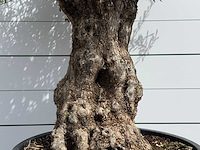 Olijfboom bonsai - olea europaea - ca. 80 jaar oud - hoogte ca. 250 cm - afbeelding 5 van  5