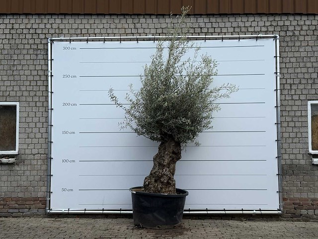 Olijfboom bonsai - olea europaea - ca. 80 jaar oud - hoogte ca. 250 cm - afbeelding 1 van  5