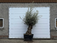 Olijfboom bonsai - olea europaea - ca. 80 jaar oud - hoogte ca. 250 cm