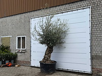 Olijfboom bonsai - olea europaea - ca. 80 jaar oud - hoogte ca. 250 cm - afbeelding 2 van  5