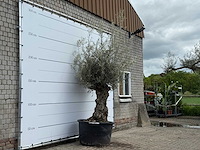 Olijfboom bonsai - olea europaea - ca. 80 jaar oud - hoogte ca. 250 cm - afbeelding 3 van  5