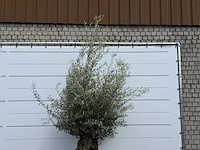 Olijfboom bonsai - olea europaea - ca. 80 jaar oud - hoogte ca. 250 cm - afbeelding 4 van  5
