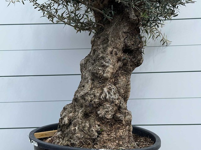Olijfboom bonsai - olea europaea - ca. 80 jaar oud - hoogte ca. 250 cm - afbeelding 5 van  5