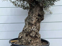 Olijfboom bonsai - olea europaea - ca. 80 jaar oud - hoogte ca. 250 cm - afbeelding 5 van  5