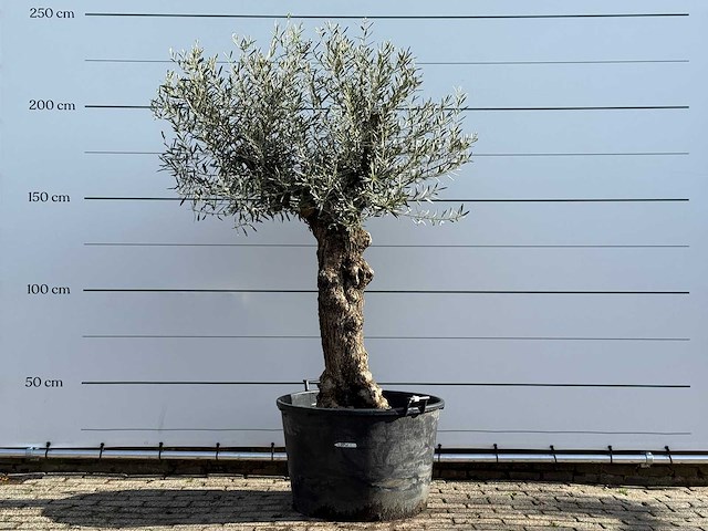 Olijfboom bonsai - olea europaea - ca. 80 jaar oud - hoogte ca. 250 cm - afbeelding 1 van  5