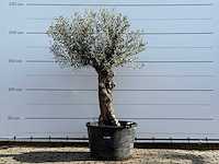 Olijfboom bonsai - olea europaea - ca. 80 jaar oud - hoogte ca. 250 cm - afbeelding 1 van  5
