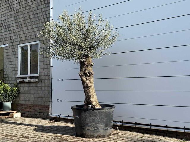 Olijfboom bonsai - olea europaea - ca. 80 jaar oud - hoogte ca. 250 cm - afbeelding 2 van  5