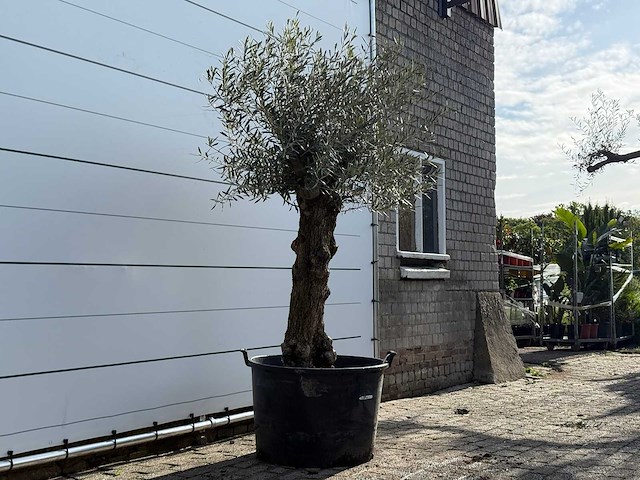 Olijfboom bonsai - olea europaea - ca. 80 jaar oud - hoogte ca. 250 cm - afbeelding 3 van  5