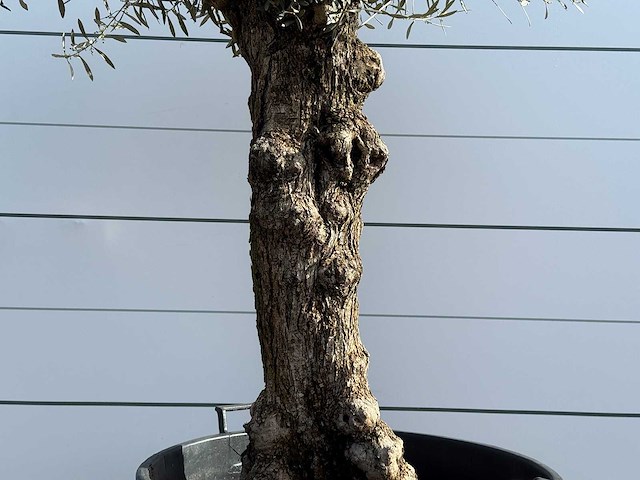Olijfboom bonsai - olea europaea - ca. 80 jaar oud - hoogte ca. 250 cm - afbeelding 4 van  5