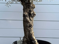 Olijfboom bonsai - olea europaea - ca. 80 jaar oud - hoogte ca. 250 cm - afbeelding 4 van  5