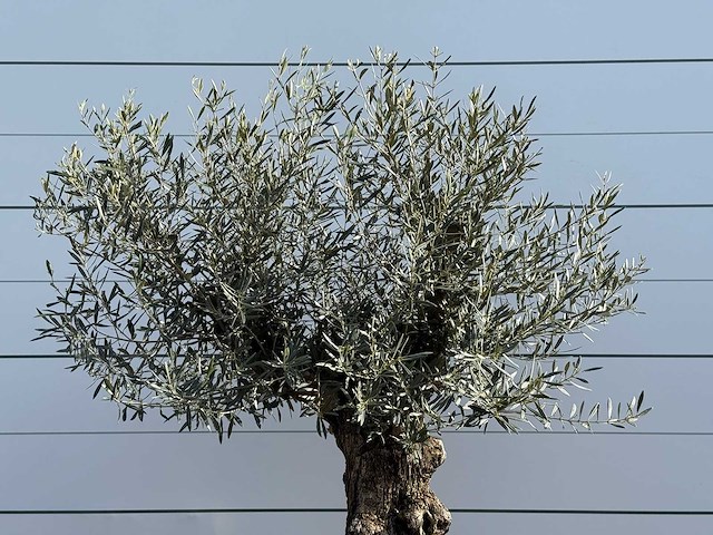 Olijfboom bonsai - olea europaea - ca. 80 jaar oud - hoogte ca. 250 cm - afbeelding 5 van  5