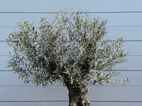 Olijfboom bonsai - olea europaea - ca. 80 jaar oud - hoogte ca. 250 cm - afbeelding 5 van  5