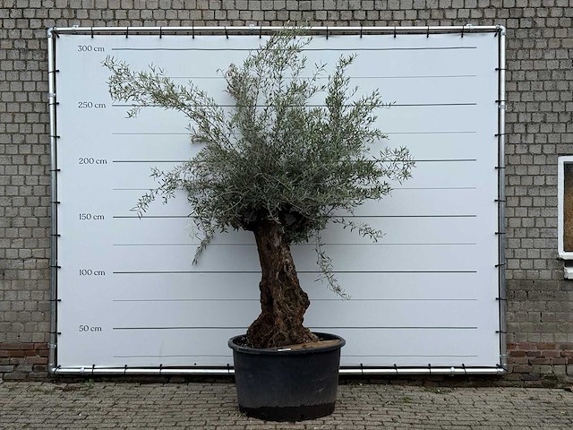 Olijfboom bonsai - olea europaea - ca. 80 jaar oud - hoogte ca. 250 cm - afbeelding 1 van  3
