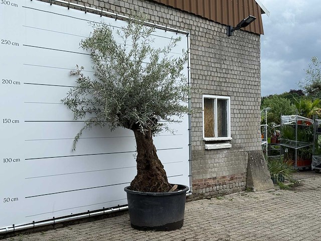 Olijfboom bonsai - olea europaea - ca. 80 jaar oud - hoogte ca. 250 cm - afbeelding 2 van  3