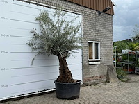 Olijfboom bonsai - olea europaea - ca. 80 jaar oud - hoogte ca. 250 cm - afbeelding 2 van  3
