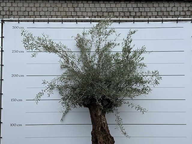Olijfboom bonsai - olea europaea - ca. 80 jaar oud - hoogte ca. 250 cm - afbeelding 3 van  3