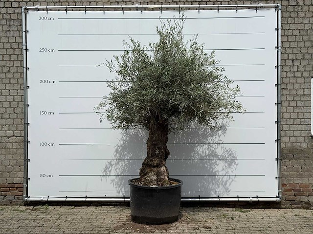 Olijfboom bonsai - olea europaea - ca. 80 jaar oud - hoogte ca. 250 cm - afbeelding 1 van  4
