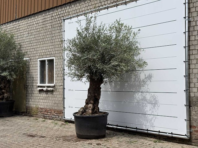 Olijfboom bonsai - olea europaea - ca. 80 jaar oud - hoogte ca. 250 cm - afbeelding 2 van  4