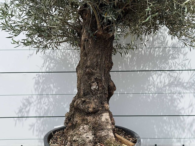 Olijfboom bonsai - olea europaea - ca. 80 jaar oud - hoogte ca. 250 cm - afbeelding 3 van  4