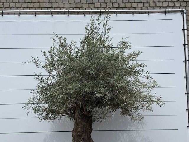 Olijfboom bonsai - olea europaea - ca. 80 jaar oud - hoogte ca. 250 cm - afbeelding 4 van  4
